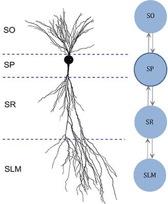 Evolving Simple Models of Diverse Intrinsic Dynamics in Hippocampal Neuron Types